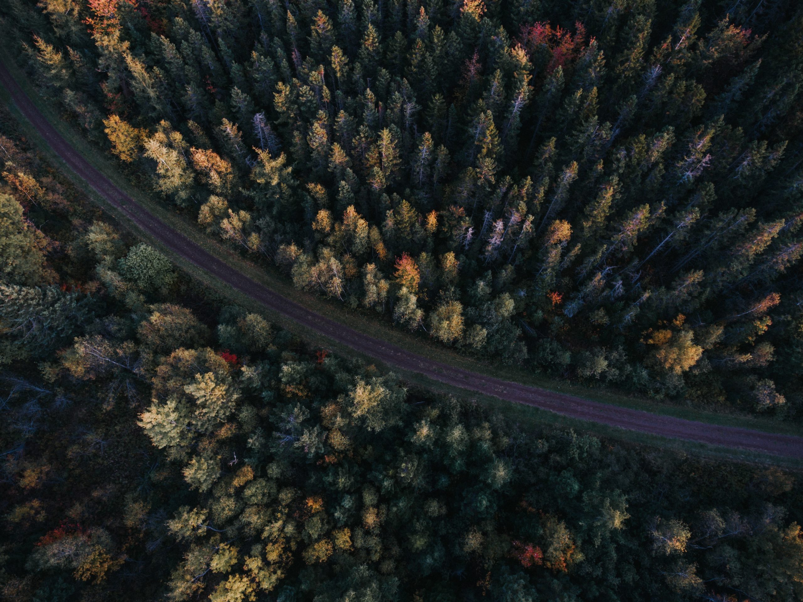 Une vue aérienne d'une route dans une forêt, illustrant les efforts continus visant à réduire de moitié l'empreinte carbone des organisations grâce à l'initiative née à Genève.