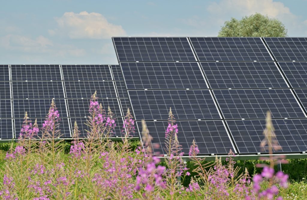 Des panneaux solaires dans un champ de fleurs violettes mettent en valeur la synergie entre les énergies renouvelables et la beauté de la nature.