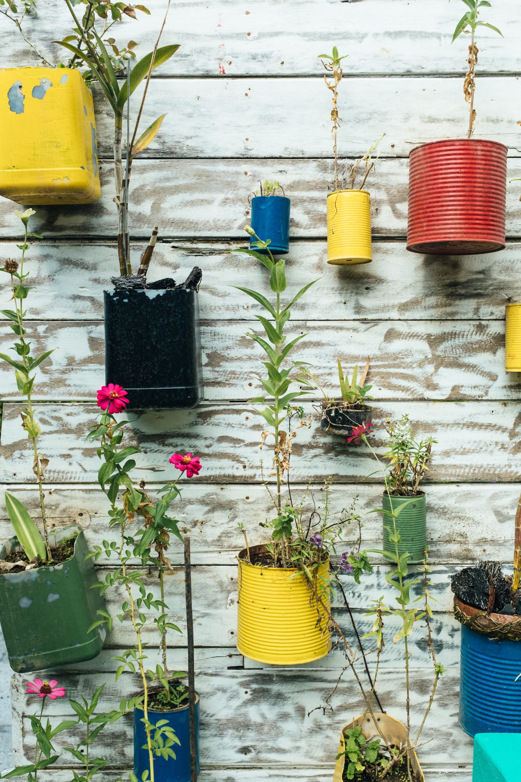 Colorful potted plants repurposed on a wooden wall.