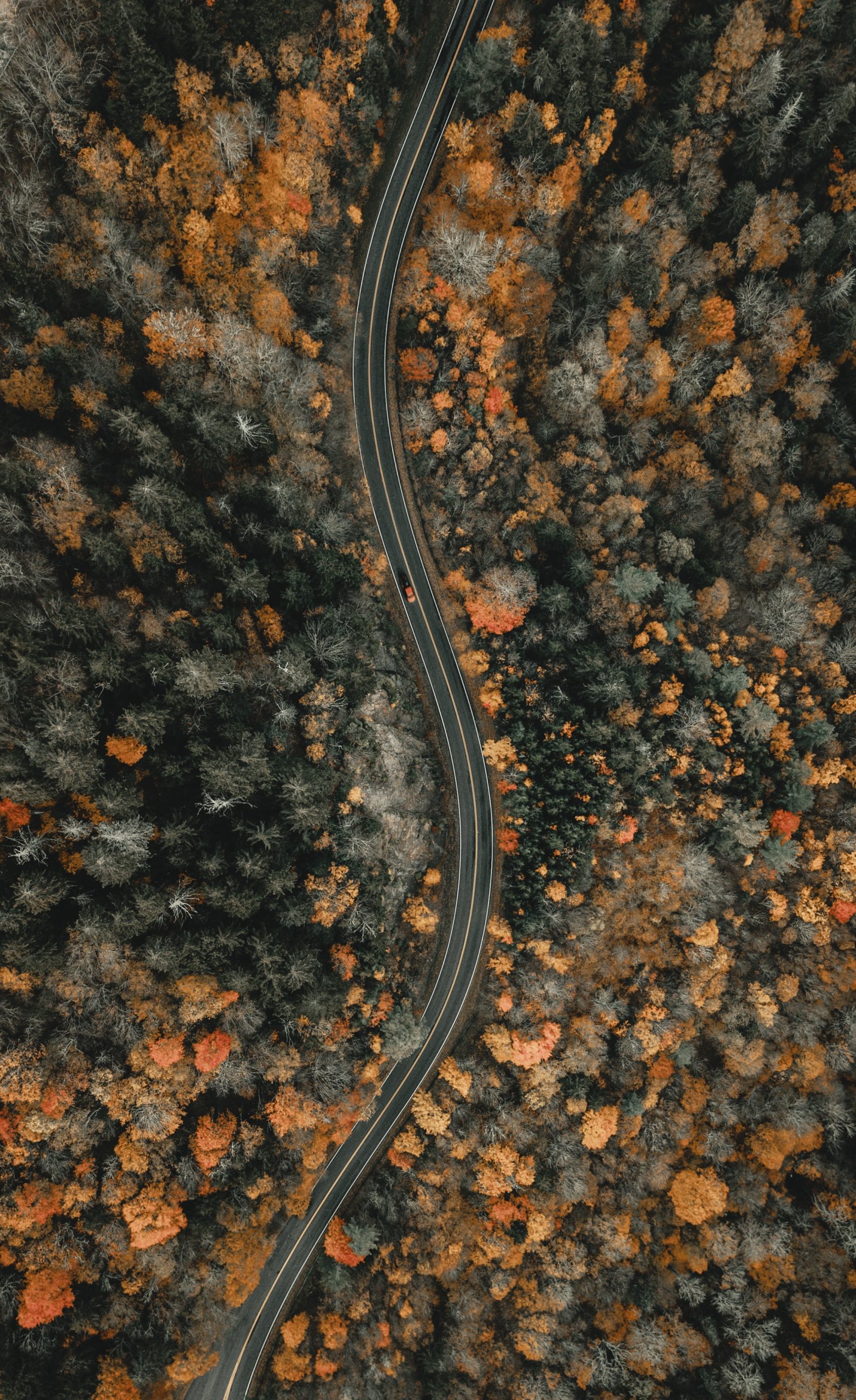 Aerial view of a winding road through a dense forest.