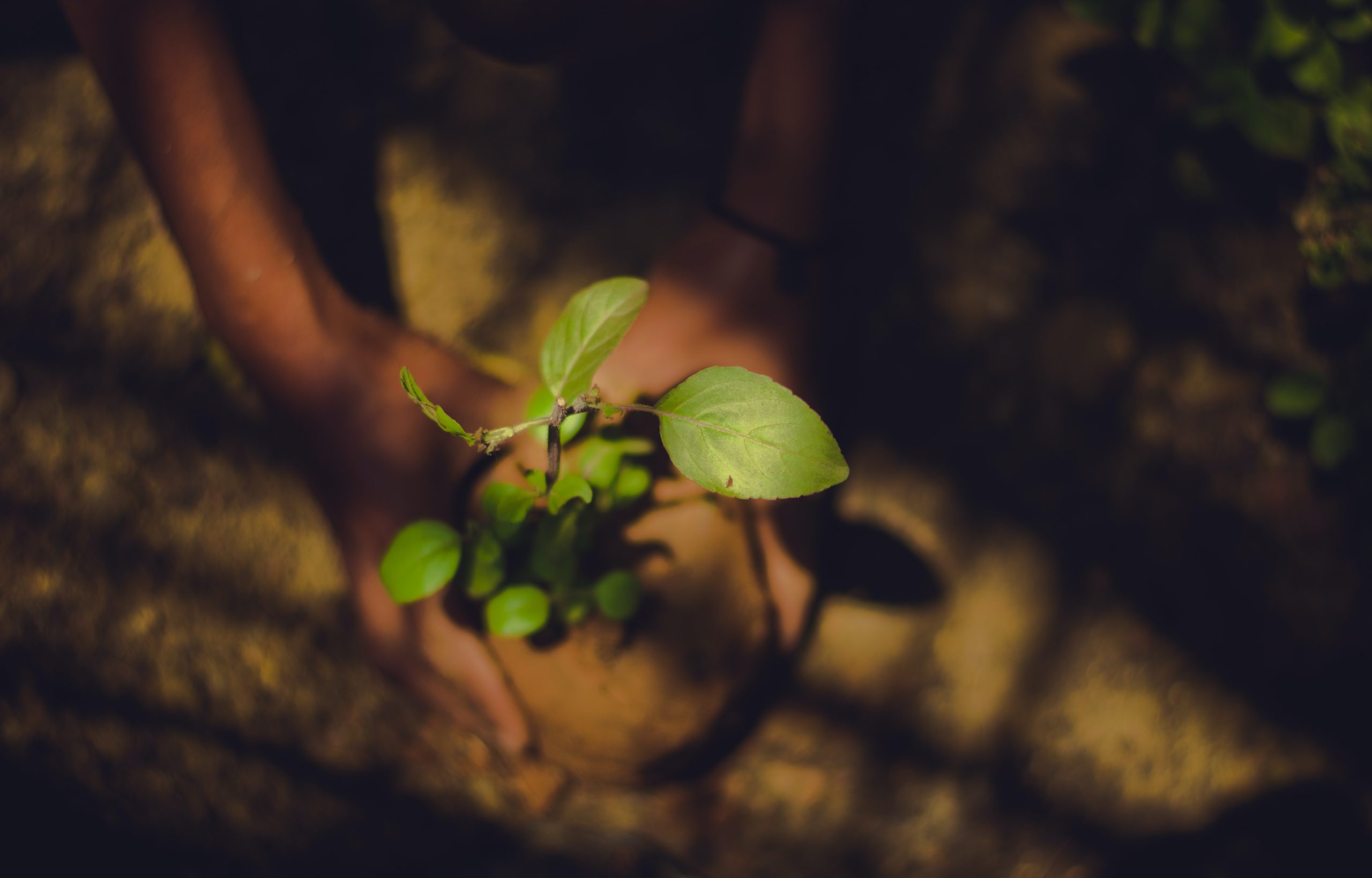 Une personne tient une plante dans la terre, démontrant des pratiques environnementales inspirantes.