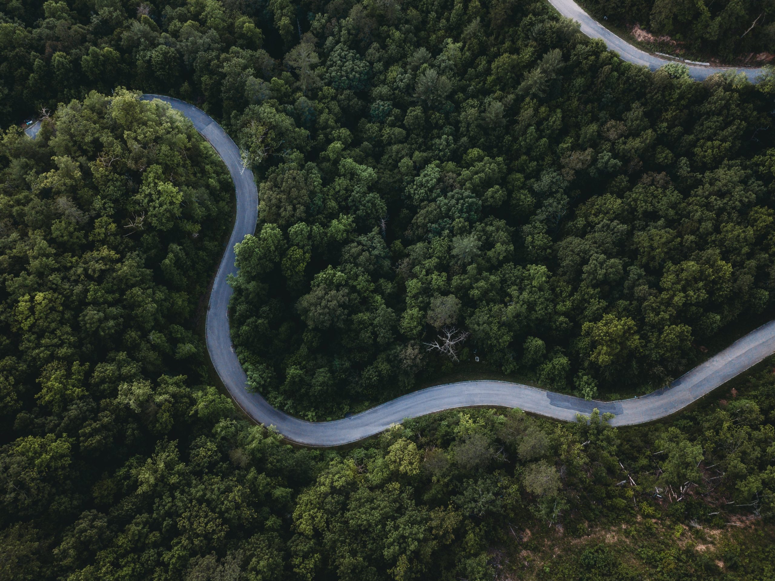Vue aérienne d'une route sinueuse dans la forêt, entourée d'un feuillage luxuriant.