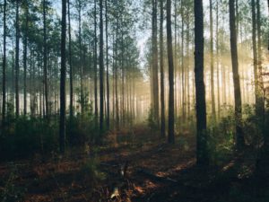 La pratique respectueuse de la nature est présente lorsque le soleil brille à travers les arbres d'une forêt.